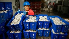 Великобритания се нуждае от нискоквалифицираните имигранти