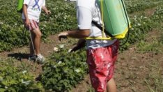 Само през тази година са одобрени 434 млн. евро субсидии за селските райони