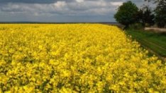 Държавата иска мнението на фермерите за тавана на субсидиите след 2014 г.