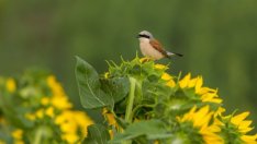 С 25% са намалели птиците в земеделските земи за последните 17 години