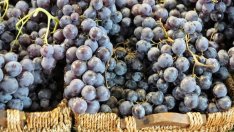 Катя Йончева: В България тенденцията е за засилване на качествените вина