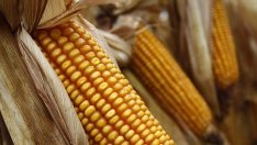 Перспективата за търговска война между САЩ и Китай понижи цените на зърното