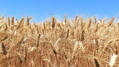 Земеделец: Складовете са пълни с украинско зърно, щетата е за българските производители