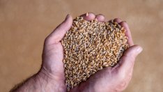 Украинското зърно и продоволствената криза