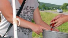 Производителите на зеленчуци ще получават субсидии и за качествена продукция