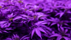 Наркотиците са големите победители на изборите в САЩ