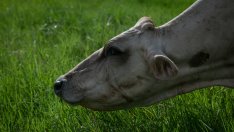 Защо Ирландия обмисля да убие стотици хиляди крави?