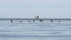 САЩ могат да се превърнат в нетен износител на енергия до 2026 г. 