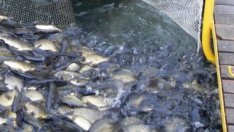 Субсидията за рибните предприятия се вдига два пъти и половина