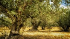 Проблемите с болестите по растенията в Европа се задълбочават