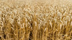 Използването на пшеницата като оръжие от Русия няма да навреди на света