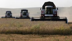 Какво решение очакват от Европа зърнопроизводителите заради вноса от Украйна?