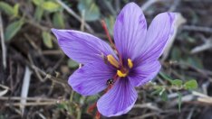 Съчетанието на мед и шафран е уникално, посочи Бойка Георгиева