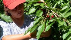 Ще компенсират ли недостига на кадри в земеделието българите от чужбина?