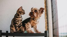 Котки vs. кучета: Дойде ли краят на &bdquo;лаещите&ldquo; мемекойни?