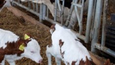 България изпълнява едва половината от млечната си квота