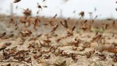 Пица с плънка от скакалци