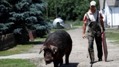 Собствениците на животни около големи свиневъдни ферми ще получат компенсации