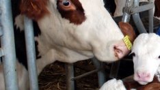 Животновъдите първи ще получат агросубсидиите за 2011 г.