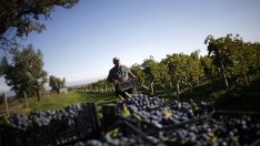 Производители на вино експериментират с нови за България сортове