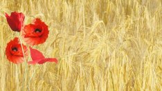 ЕК обмисля варианти срещу концентрацията на средства в малък брой ферми