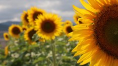 Експерт: Заради сушата реколтата на слънчоглед ще е с по-ниско качество