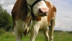 Млечният сектор очаква съживяване през 2014 г.