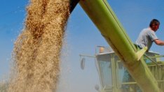 Набират се кандидати за складиране на интервенционно зърно