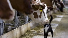 Интервенциите на Брюксел заплашват крехкия млечен пазар на общността