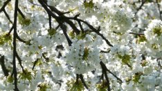 Компенсират фермерите с 3,5 млн. лева за природни бедствия