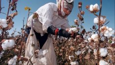 За Тимур, Пътя на коприната и икономиката на Узбекистан