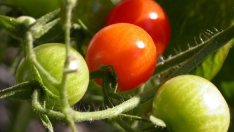 Защо и през лятото се храним с вносна "пластмаса"?