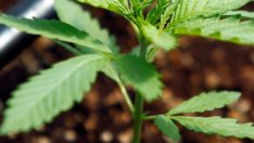 Професионалистите в сектора на канабиса искат да завладеят Европа