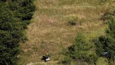 Какви ще са икономическите последствия от промените в Закона за горите