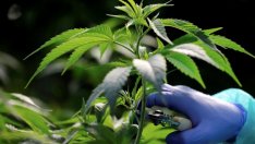 Швейцарският съд уби ентусиазма сред любителите на канабис 