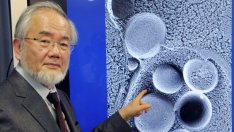 Нобеловата награда за медицина отива у японеца Йошинори Осуми