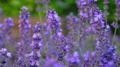 Бурният ръст на производството на лавандула крие рискове