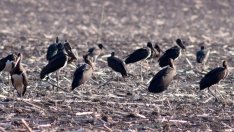 Природозащитници отправиха критики към Общата селскостопанска политика 