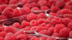 Биопроизводители подготвят протест