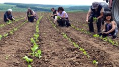 Производител: Заявката на Китай за изкупуване на български тютюн е политическо решение