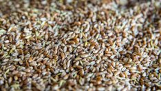 Сътресенията на пазара на пшеница затихват леко