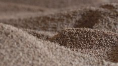 Агенцията по горите работи по проект за използване на горската биомаса