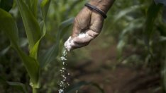 Растящите цени на торовете може да оскъпят още повече храните догодина