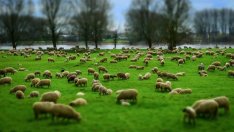 Какви законови промени очакват животновъдите срещу "виртуалните" овце?