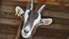 ЕК одобри схемата на България за подпомагане на земеделието със 72 млн. лв.