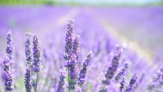 Свитото потребление намали печалбата на „Лавена“ за деветмесечието