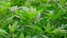 Колко струва отдаването на пороци по света?