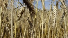 СБ иска да помогне за понижаване на цената на зърното