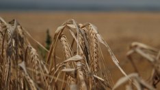  Ще свие ли Европа средствата за опазване на околната среда?