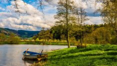 Започва прием на документи за закупуване на поземлени имоти в горски територии